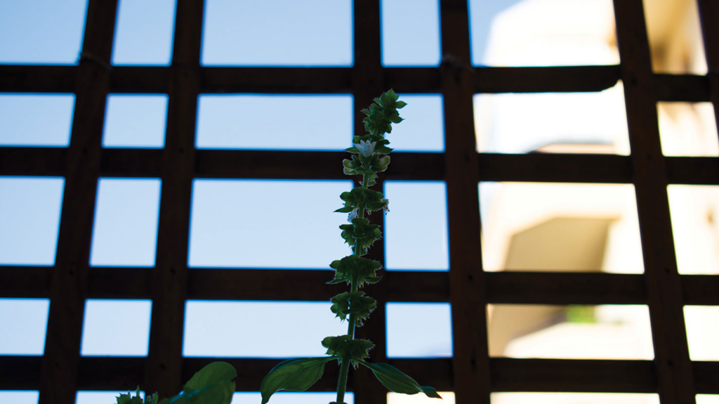 Urban Nature - Photo Pic 16