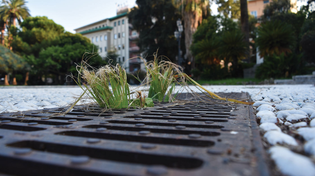 Urban Nature - Photo Pic 19