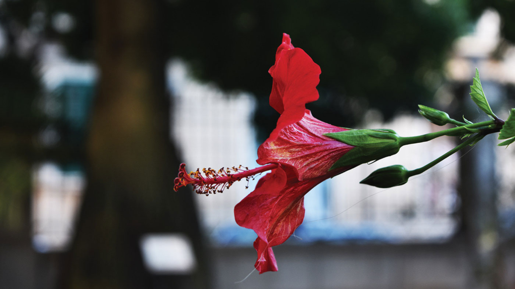 Urban Nature - Photo Pic 4