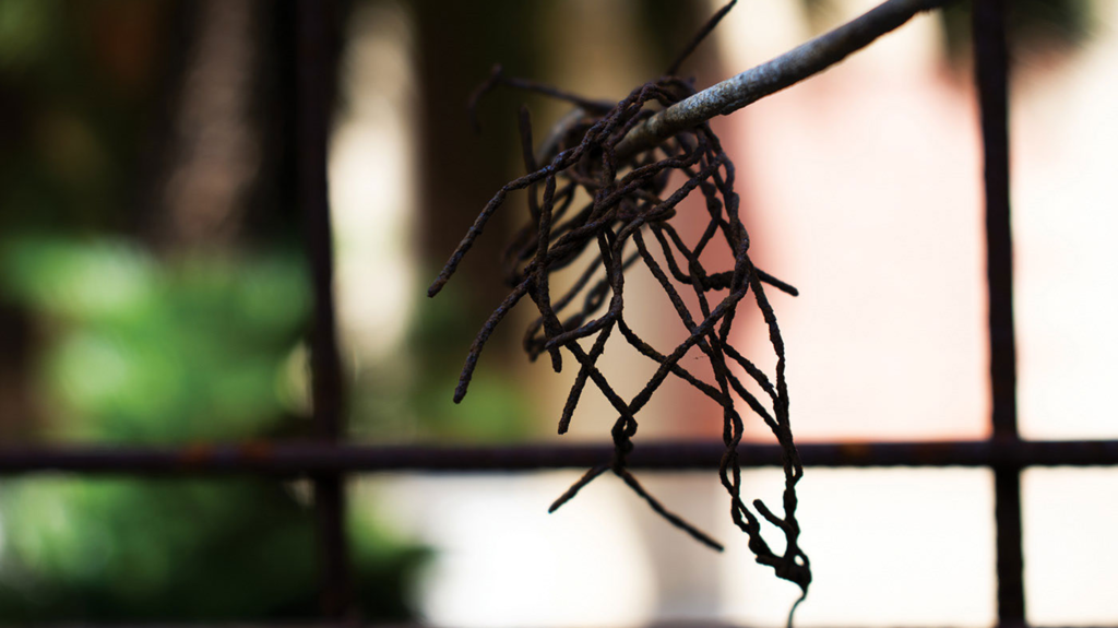 Urban Nature - Photo Pic 7